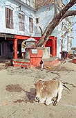 Varanasi - sacred banyan tree